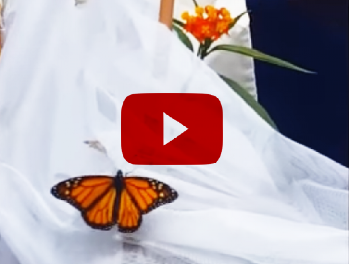 La magia de las mariposas monarca ‘atrapa’ a los usuarios del Centro de Día de La Ciudad San Juan de Dios